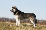 ALASKAN MALAMUTE 807